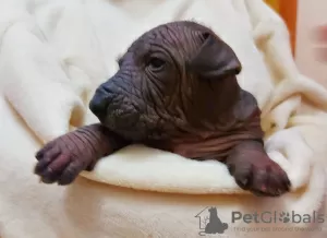 Photo №3. XOLOITZCUINTLE STANDARD puppies. Ukraine