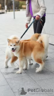 Photo №3. Akita inu puppies. Belarus