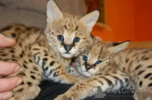 Photo №3. Savannah kittens for sale. Germany