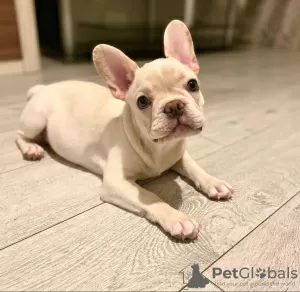 Photo №3. Sweet Male Frenchie Puppy For Sale. United States