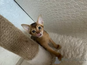 Additional photos: Abyssinian kittens