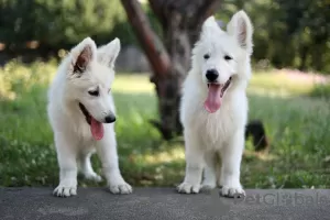 Additional photos: White Swiss Shepherd puppies for sale