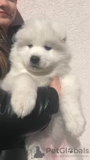 Photo №3. Samoyed puppies. Germany