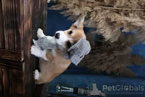 Photo №2 to announcement № 79308 for the sale of welsh corgi - buy in Russian Federation breeder