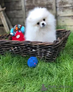 Photo №3. Pomeranian puppies. Germany