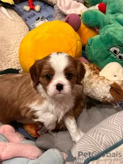 Photo №2 to announcement № 100242 for the sale of cavalier king charles spaniel - buy in Germany private announcement, breeder