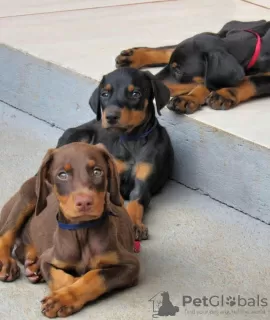 Photo №2 to announcement № 119700 for the sale of dobermann - buy in Lithuania private announcement