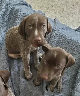 Photo №2 to announcement № 120869 for the sale of german shorthaired pointer - buy in Germany private announcement