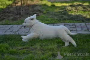 Additional photos: Puppies of breed Slovak Chuvach