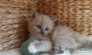 Photo №4. I will sell ragdoll in the city of Hawaiian Paradise Park.  - price - 350$