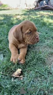 Additional photos: Dogue de Bordeaux puppies