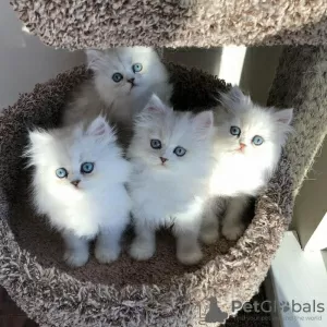 Photo №1. persian cat - for sale in the city of Штутгарт | 500$ | Announcement № 129666