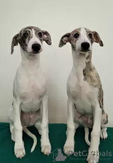 Photo №1. whippet - for sale in the city of Moore | 521$ | Announcement № 36621