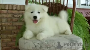 Photo №1. samoyed dog - for sale in the city of Helsinki | negotiated | Announcement № 108680