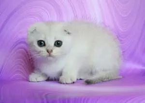 Photo №2 to announcement № 2328 for the sale of scottish fold - buy in Ukraine breeder