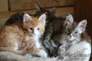 Photo №4. I will sell maine coon in the city of Bilbao. private announcement - price - 370$