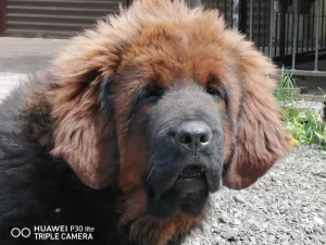 Additional photos: Tibetan mastiff