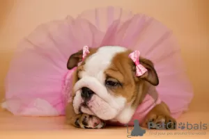 Photo №3. English bulldog puppies. Ukraine