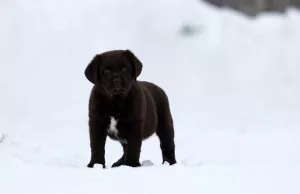 Photo №1. labrador retriever - for sale in the city of Novosibirsk | 311$ | Announcement № 5589