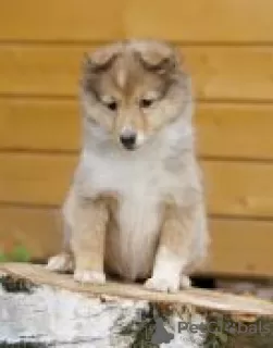 Photo №3. Sheltie puppies for sale. Russian Federation