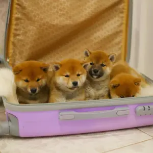 Photo №2 to announcement № 4927 for the sale of shiba inu - buy in Russian Federation private announcement