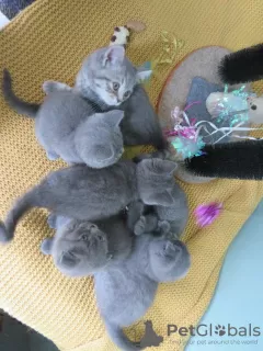 Photo №3. Stunning Scottish Fold & Straight kittens!. Turkey