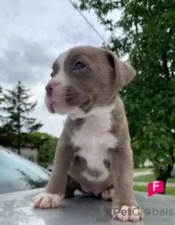 Additional photos: Pit Bull puppies for sale