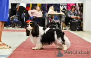 Additional photos: Cavalier King Charles Spaniel girl