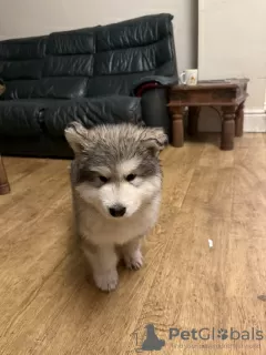 Photo №3. Alaskan Malamute Puppies. Denmark