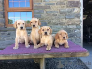 Photo №3. Raszuivere Labrador Retriever Puppy's. Netherlands