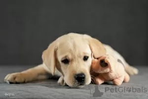 Additional photos: Fawn Labrador puppies