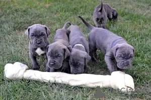 Photo №1. neapolitan mastiff - for sale in the city of Duisburg | 338$ | Announcement № 126467