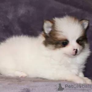 Photo №4. I will sell pomeranian in the city of Salvador. private announcement - price - 299$