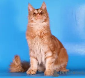 Additional photos: Maine Coon cat 6 months