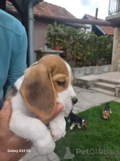 Additional photos: Beagle puppies for sale