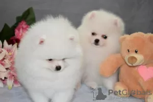 Photo №1. pomeranian - for sale in the city of Манчестер | negotiated | Announcement № 11359