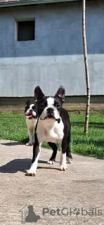 Photo №2 to announcement № 107280 for the sale of boston terrier - buy in Serbia 