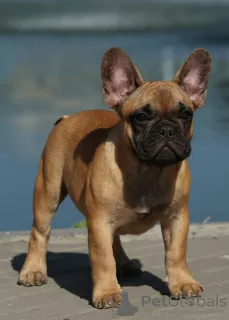 Photo №2 to announcement № 71930 for the sale of french bulldog - buy in Ukraine private announcement, from nursery, breeder