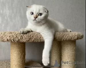 Photo №2 to announcement № 10632 for the sale of scottish fold - buy in Russian Federation breeder