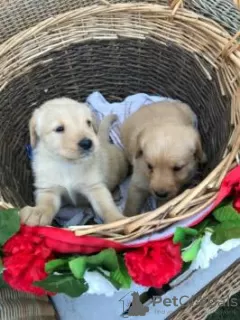 Photo №3. great labrador puppies. United Arab Emirates