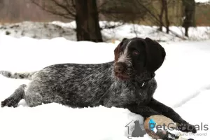 Additional photos: German Wirehaired Pointer ZKwP FCI female