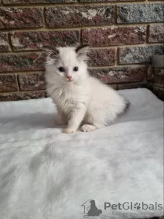 Photo №3. Ragdoll boy. Ukraine