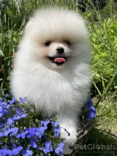 Photo №4. I will sell pomeranian in the city of Freiburg im Breisgau. private announcement - price - 280$