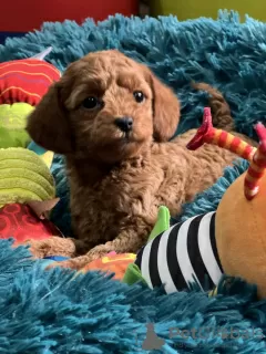 Additional photos: toy poodle puppies