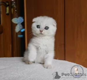 Photo №1. scottish fold - for sale in the city of Kamenskoe | 400$ | Announcement № 22375