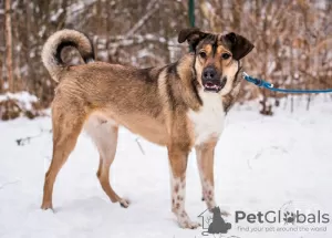 Photo №2 to announcement № 72137 for the sale of non-pedigree dogs - buy in Russian Federation private announcement, from the shelter