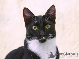 Additional photos: Handsome Antoshka is looking for a family.