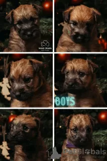 Photo №2 to announcement № 86860 for the sale of soft-coated wheaten terrier - buy in Lithuania breeder