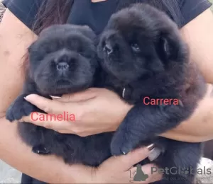 Photo №3. Black Chow Chow females FCI. Poland