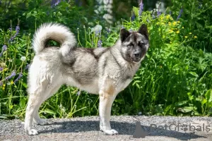 Photo №3. Akita mestizo dog really wants to go home!!. Russian Federation